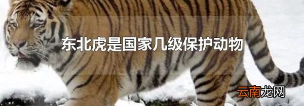 东北虎是国家几级保护动物
