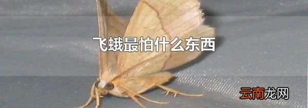 飞蛾最怕什么东西