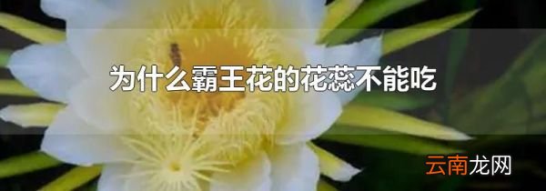 为什么霸王花的花蕊不能吃