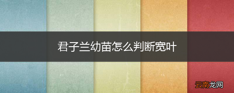 君子兰幼苗怎么判断宽叶