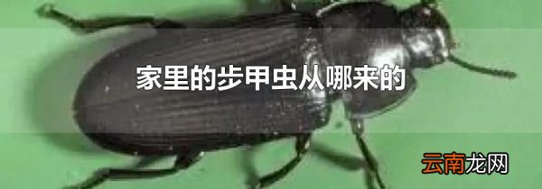 家里的步甲虫从哪来的