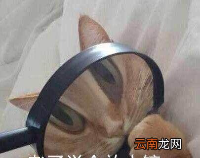 憨批是什么意思？