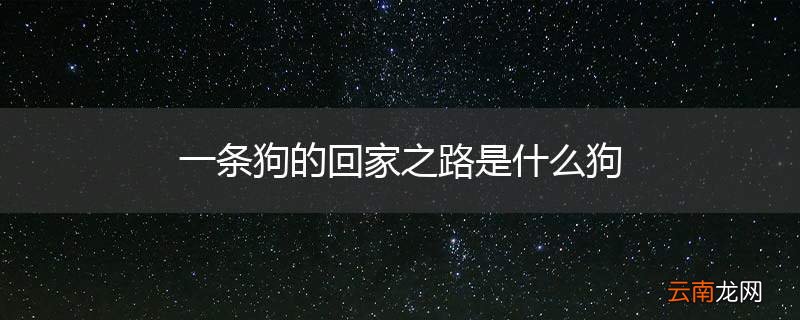 一条狗的回家之路是什么狗