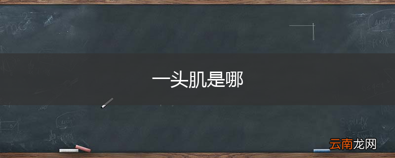 一头肌是哪