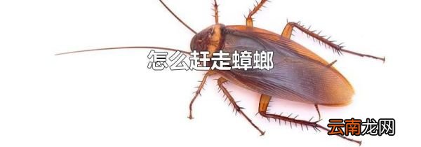 怎么赶走蟑螂