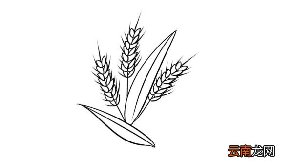 芒种简笔画怎么画芒种简笔画画法