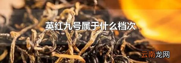 英红九号属于什么档次