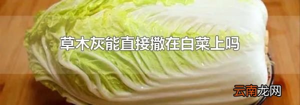 草木灰能直接撒在白菜上吗