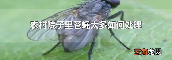 农村院子里苍蝇太多如何处理