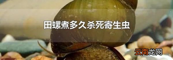 田螺煮多久杀死寄生虫