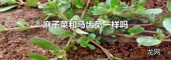 麻子菜和马齿苋一样吗