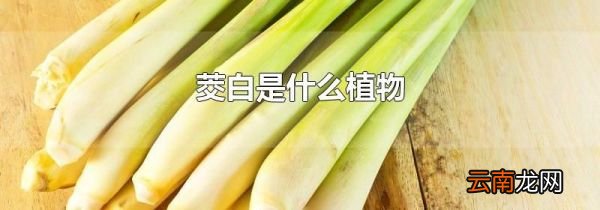 茭白是什么植物