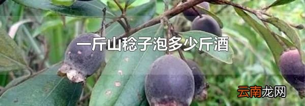 一斤山稔子泡多少斤酒
