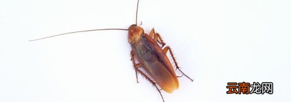 怎样杀死蟑螂
