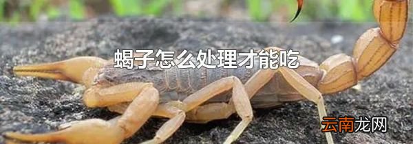 蝎子怎么处理才能吃