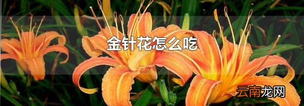 金针花怎么吃