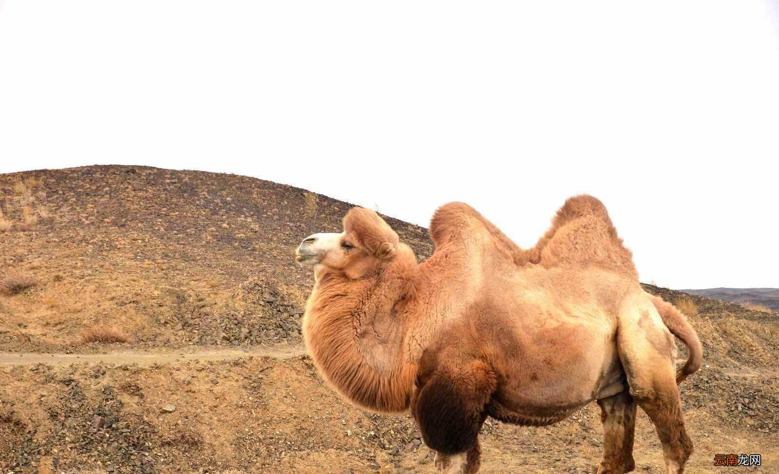 骆驼的驼峰里是水吗？