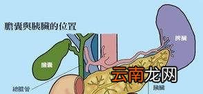 胰脏是什么？