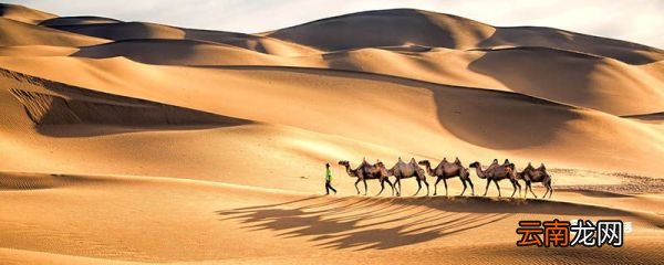 为什么说骆驼是沙漠之舟 骆驼是沙漠之舟的原因