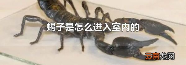 蝎子是怎么进入室内的