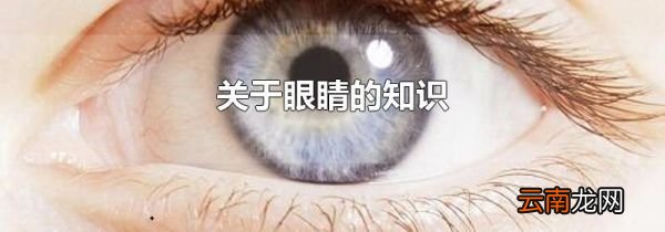 关于眼睛的知识