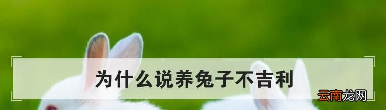 为什么说养兔子不吉利