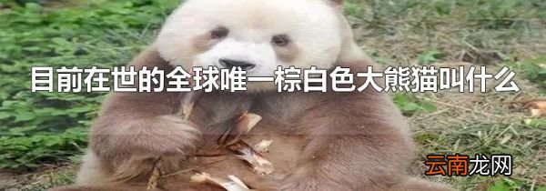 目前在世的全球唯一棕白色大熊猫叫什么