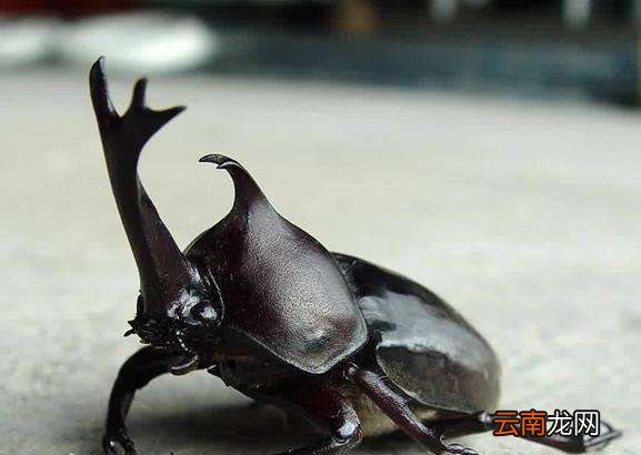 独角仙吃什么