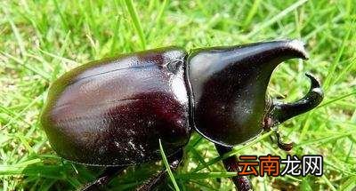 独角仙吃什么