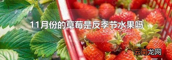 11月份的草莓是反季节水果吗