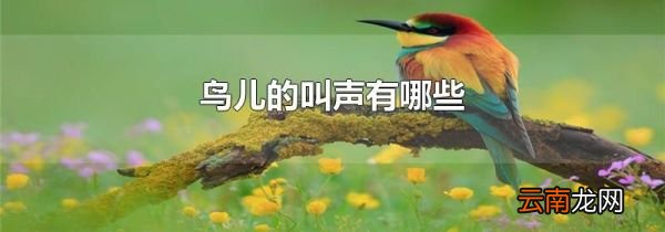 鸟儿的叫声有哪些