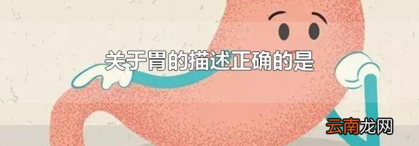 关于胃的描述正确的是