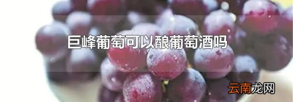 巨峰葡萄可以酿葡萄酒吗