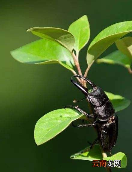 什么是生物的三大界？