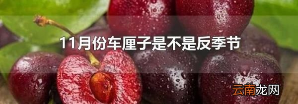 11月份车厘子是不是反季节