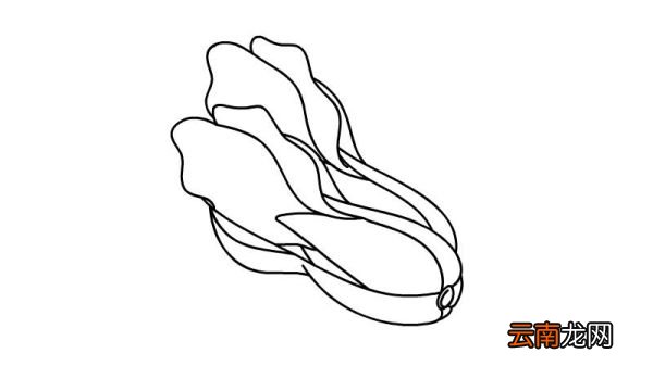 青菜简笔画