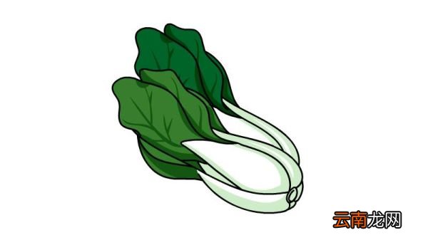 青菜简笔画