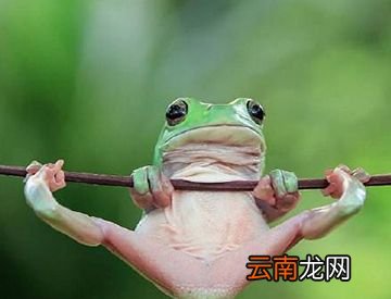 青蛙的皮肤会不会变色？