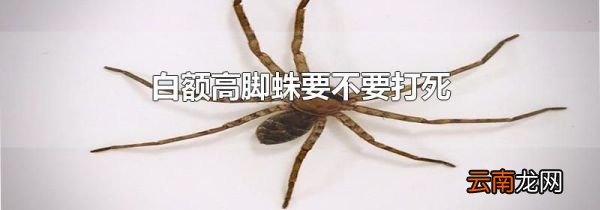 白额高脚蛛要不要打死