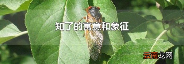 知了的寓意和象征