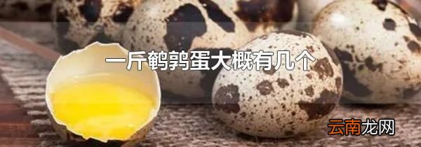 一斤鹌鹑蛋大概有几个