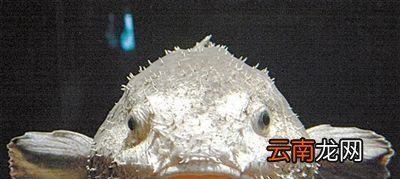 水滴鱼可以吃吗？
