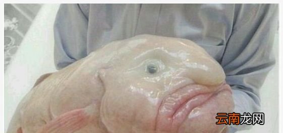 水滴鱼可以吃吗？