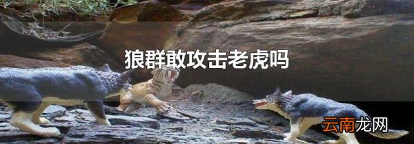 狼群敢攻击老虎吗