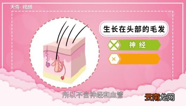 头发的意思 头发的意思是什么
