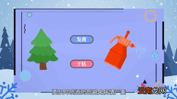 平安树的养殖方法和注意事项 平安树的养殖方法和注意事项有哪些