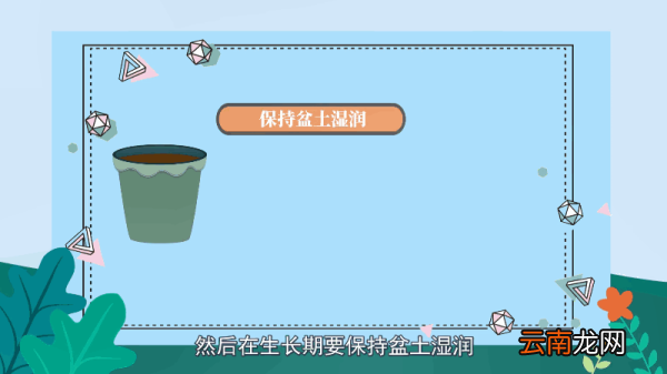 平安树的养殖方法和注意事项 平安树的养殖方法和注意事项有哪些
