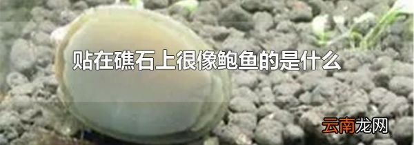 贴在礁石上很像鲍鱼的是什么