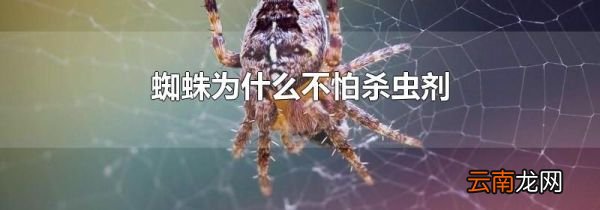 蜘蛛为什么不怕杀虫剂
