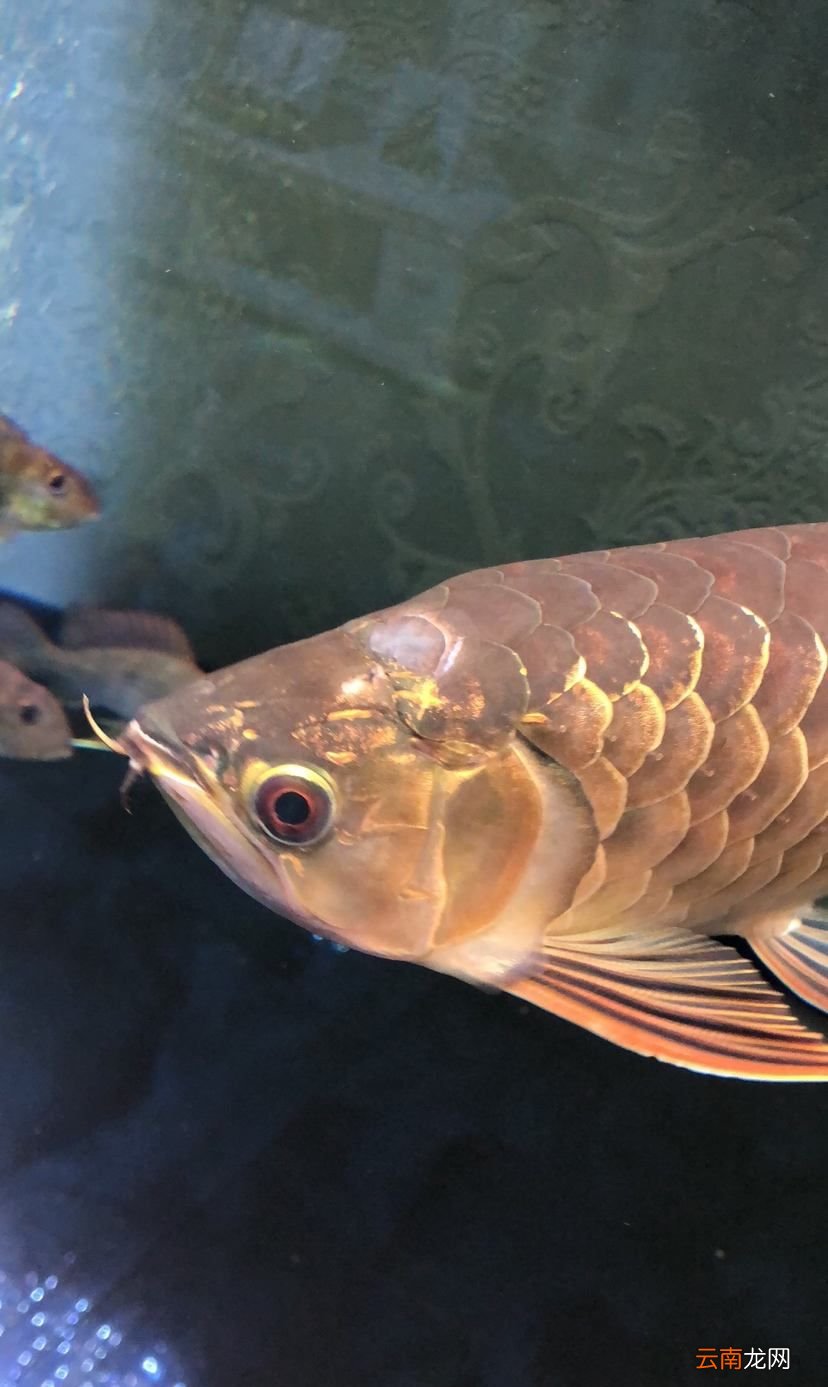 鱼身上的鳞片有什么用？